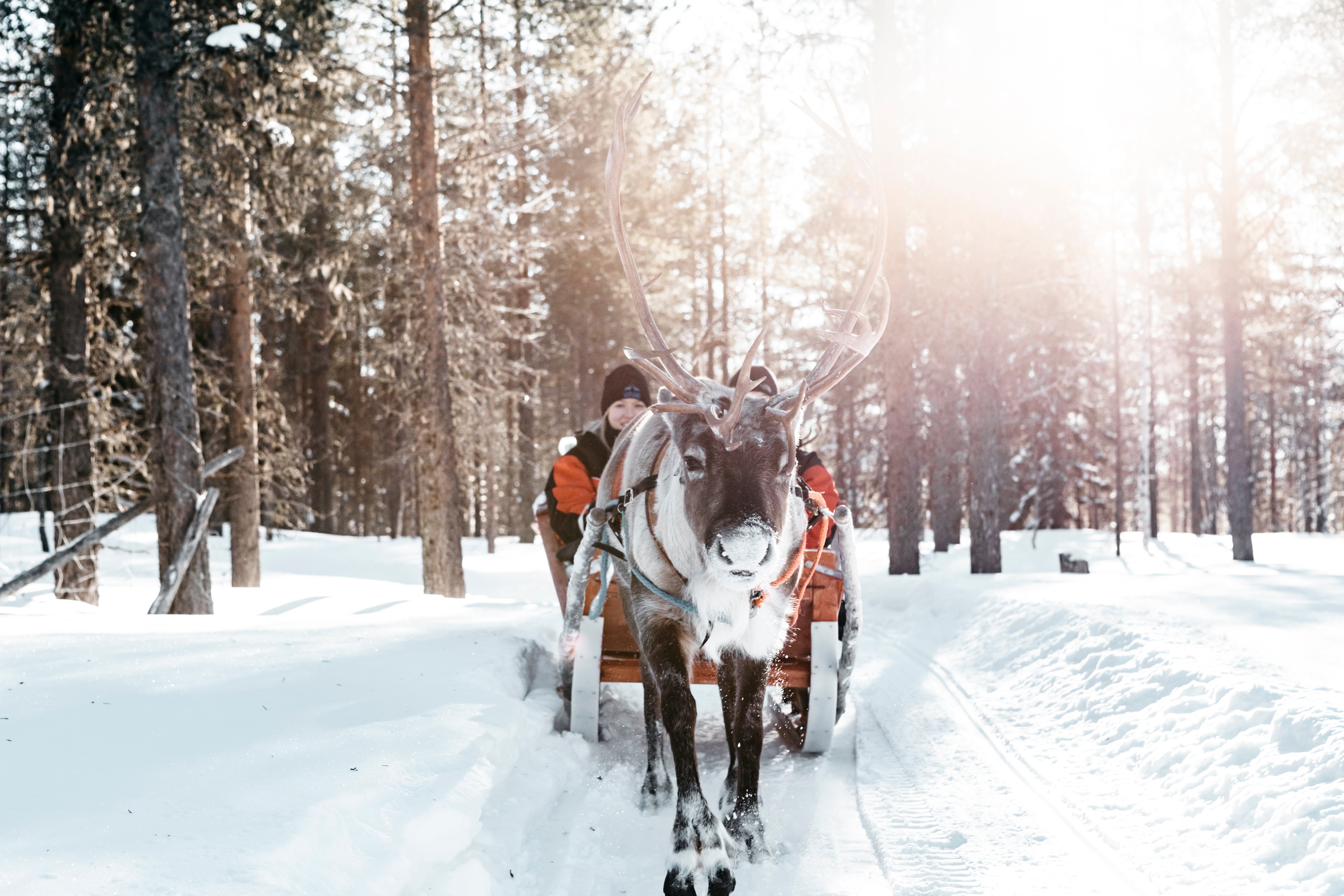 Lapland Safaris reindeer safari (1)